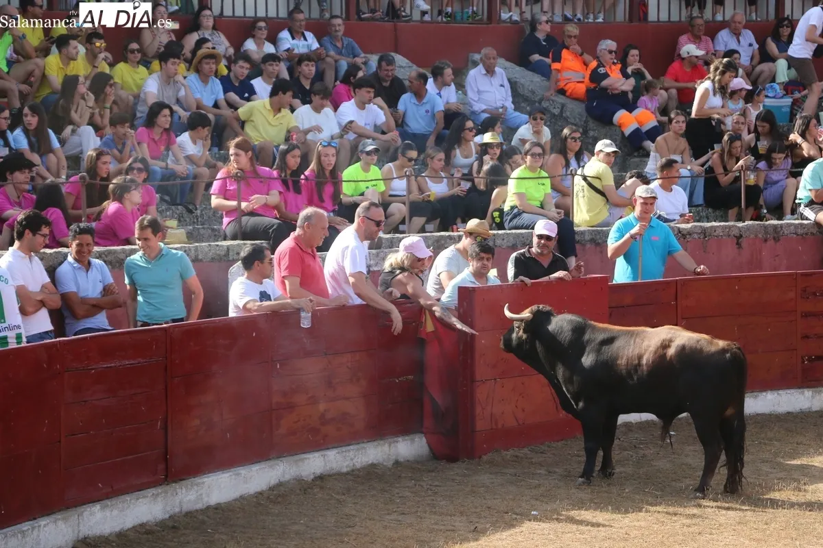 Animada capea de viernes de Corpus en Vitigudino / CORRAL