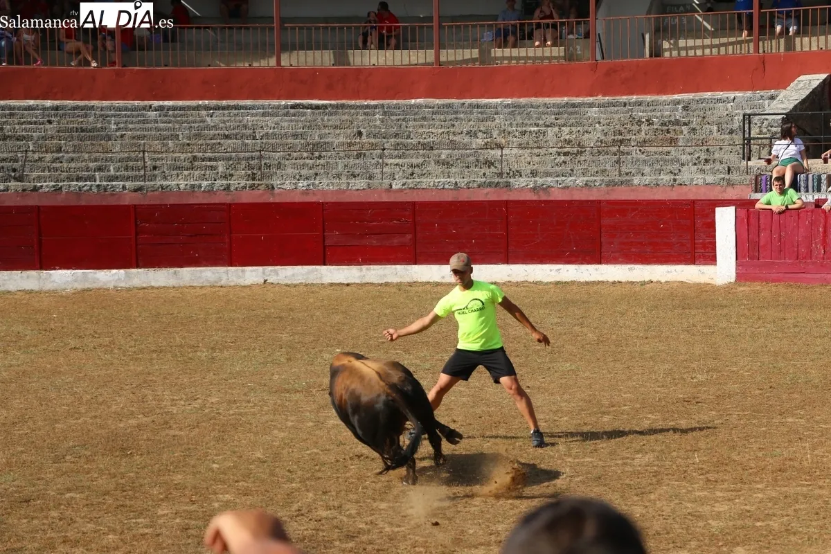 Animada capea de viernes de Corpus en Vitigudino / CORRAL