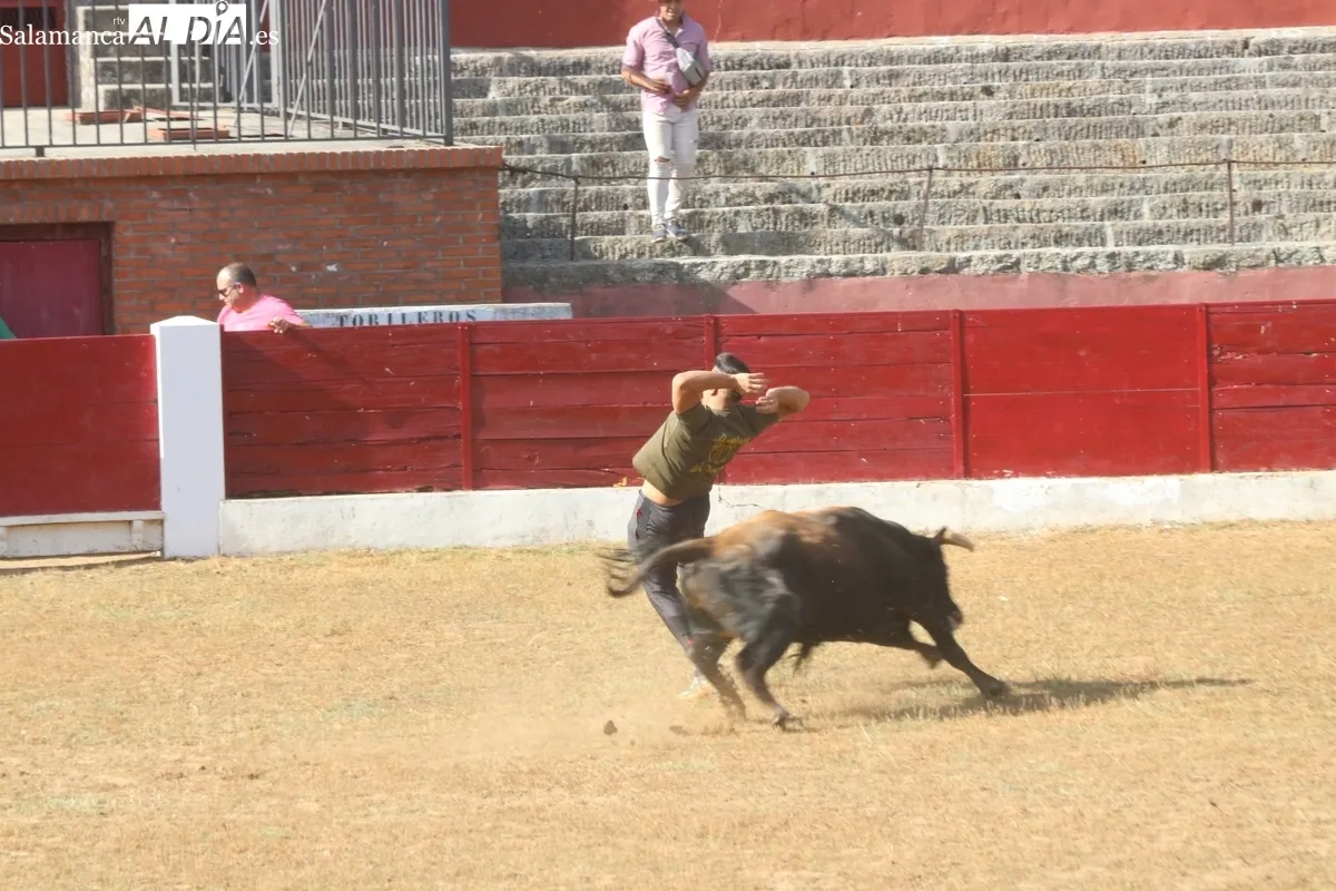 Animada capea de viernes de Corpus en Vitigudino / CORRAL