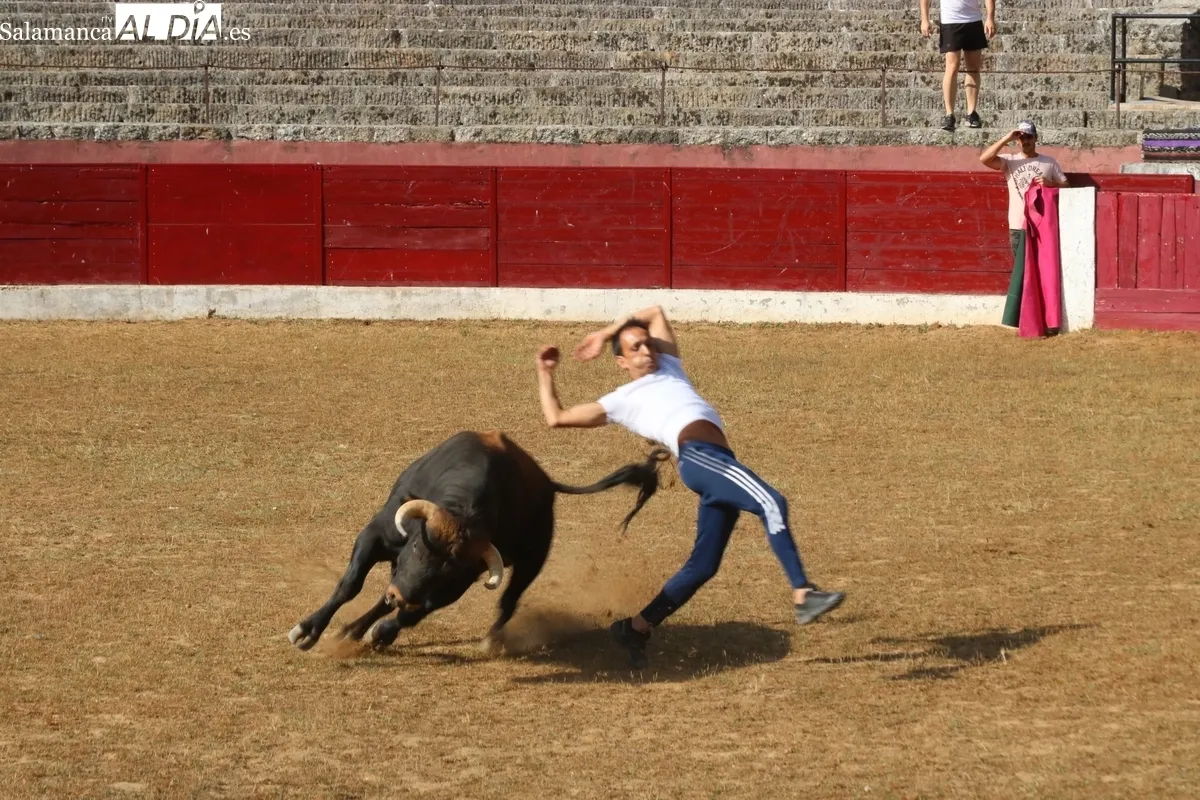 Animada capea de viernes de Corpus en Vitigudino / CORRAL