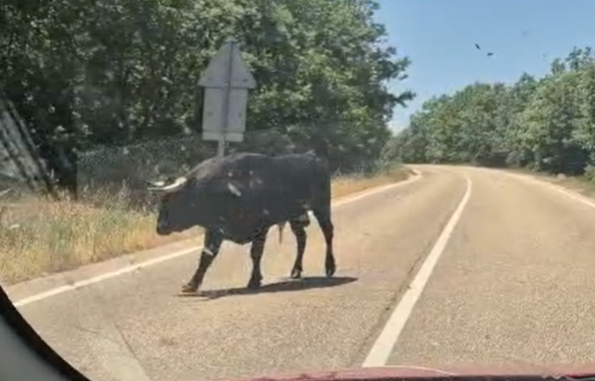 Un toro y numerosas vacas protagonizan un ‘encierro’ inesperado entre El Cabaco y El Maíllo