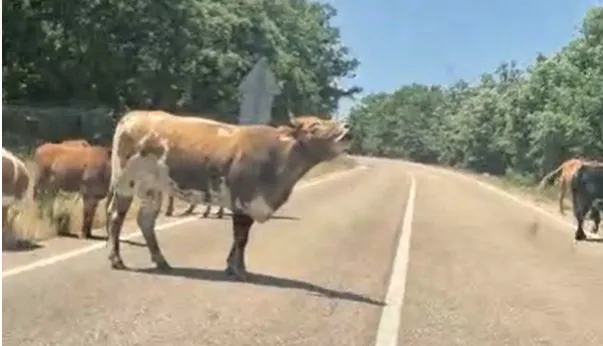 Foto 3 - Un toro y numerosas vacas protagonizan un &lsquo;encierro&rsquo; improvisado entre El Cabaco y El Ma&iacute;llo