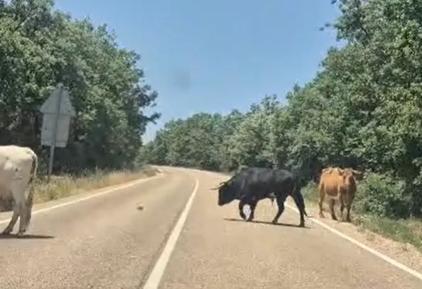 Foto 2 - Un toro y numerosas vacas protagonizan un &lsquo;encierro&rsquo; improvisado entre El Cabaco y El Ma&iacute;llo