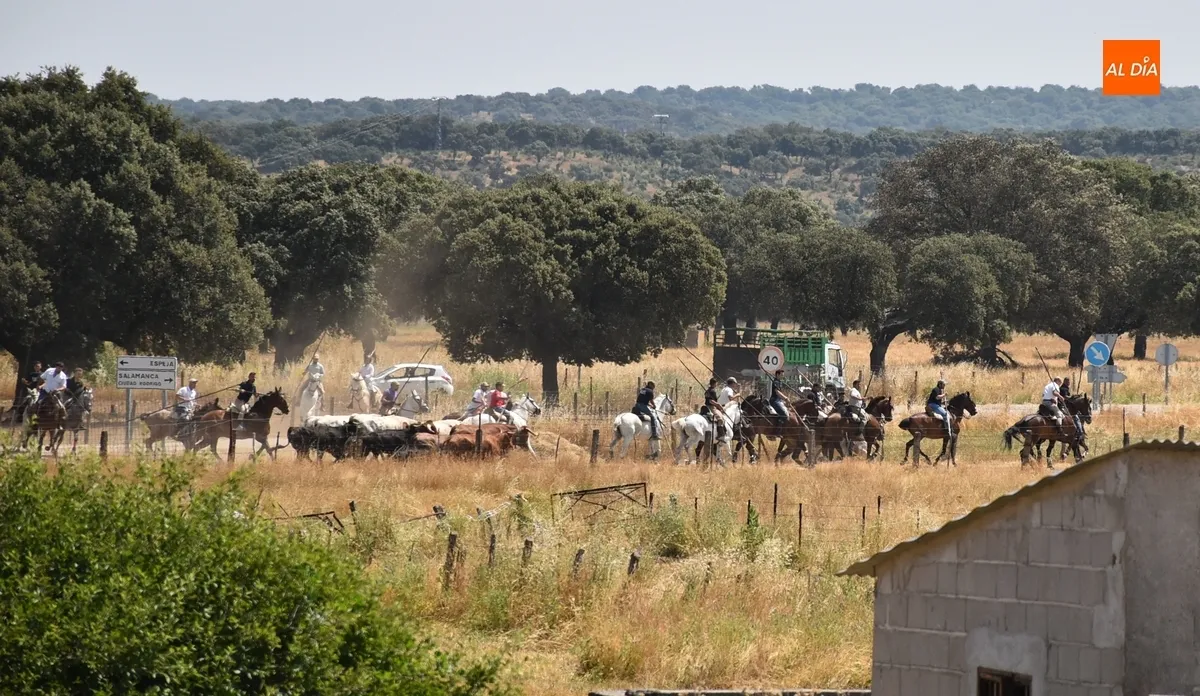 Foto 3 - Vistos&iacute;simo y complicado encierro en Campillo de Azaba con escapada incluida de dos vacas