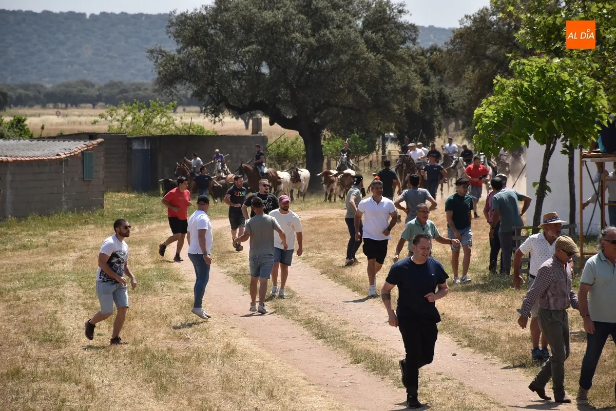 Foto 5 - Vistos&iacute;simo y complicado encierro en Campillo de Azaba con escapada incluida de dos vacas