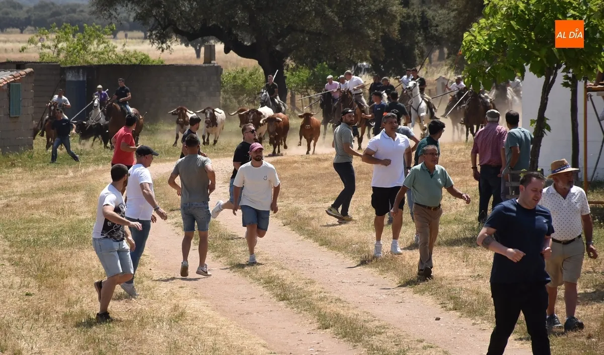 Foto 6 - Vistos&iacute;simo y complicado encierro en Campillo de Azaba con escapada incluida de dos vacas