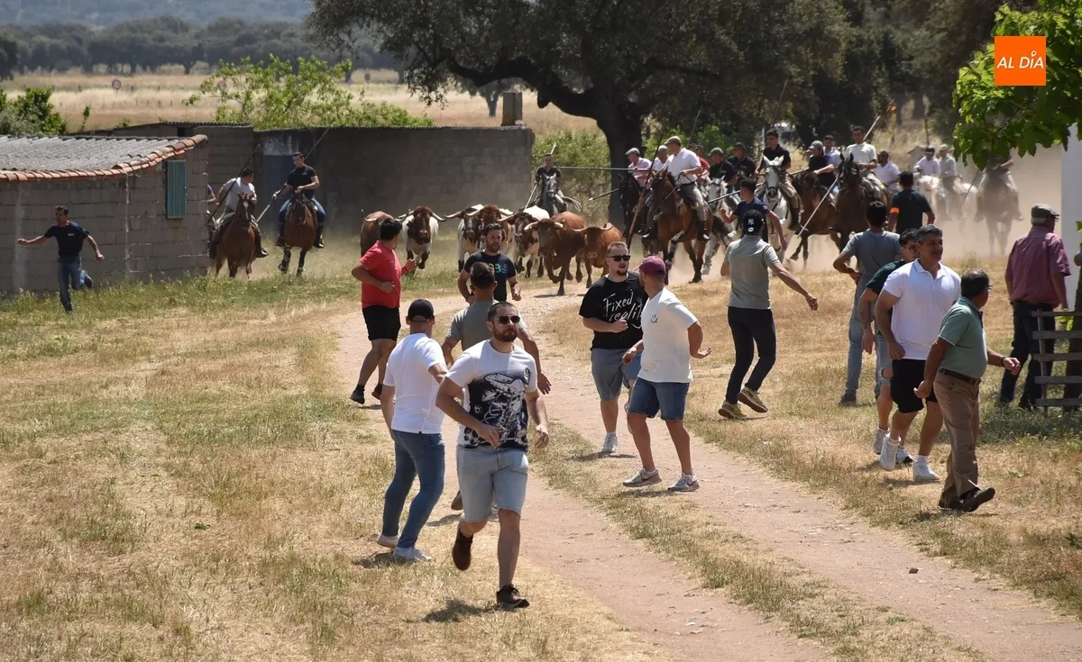 Foto 7 - Vistos&iacute;simo y complicado encierro en Campillo de Azaba con escapada incluida de dos vacas