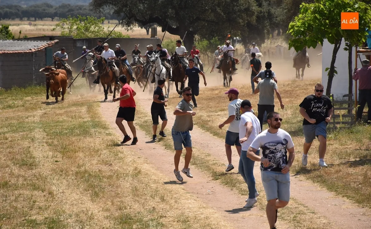 Foto 8 - Vistos&iacute;simo y complicado encierro en Campillo de Azaba con escapada incluida de dos vacas