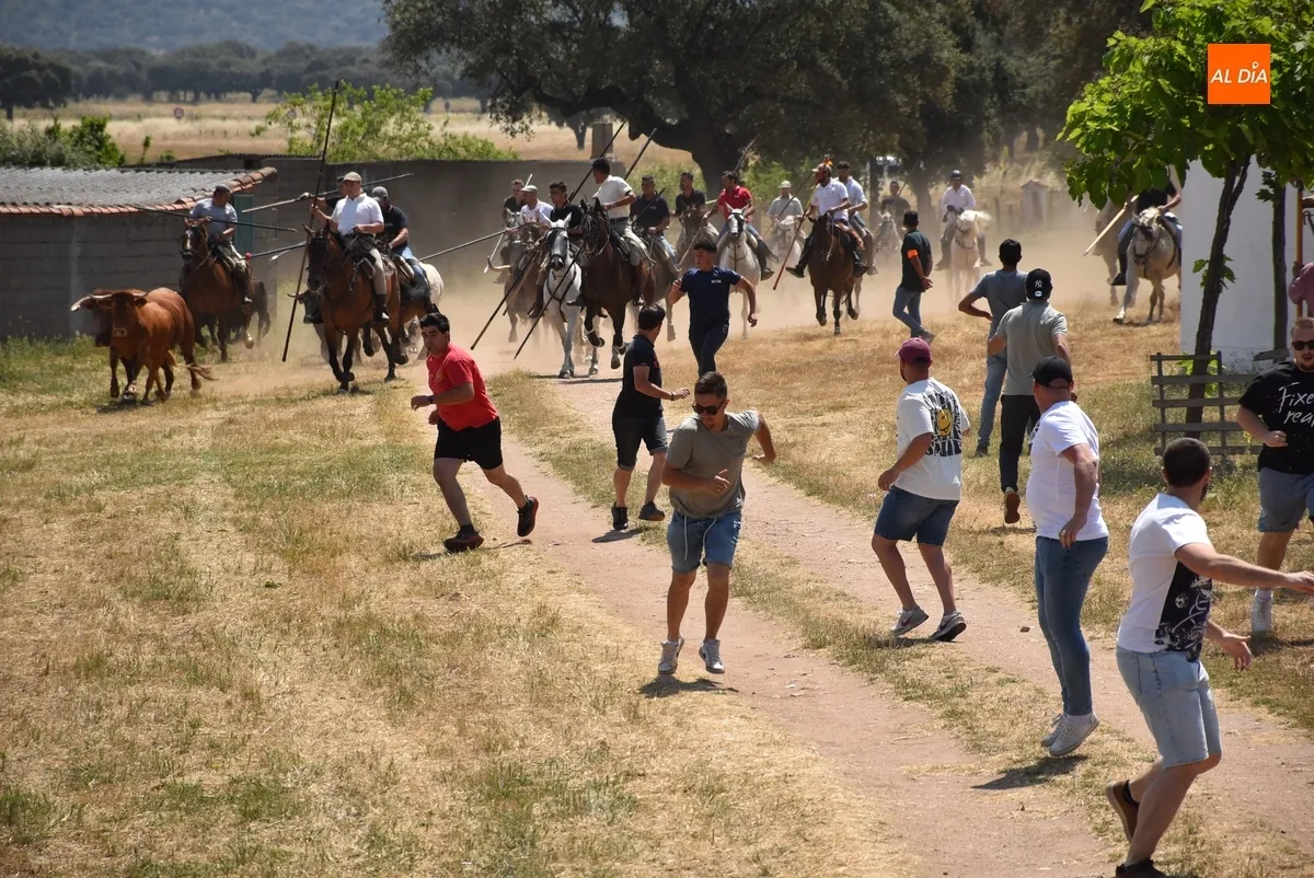 Foto 9 - Vistos&iacute;simo y complicado encierro en Campillo de Azaba con escapada incluida de dos vacas