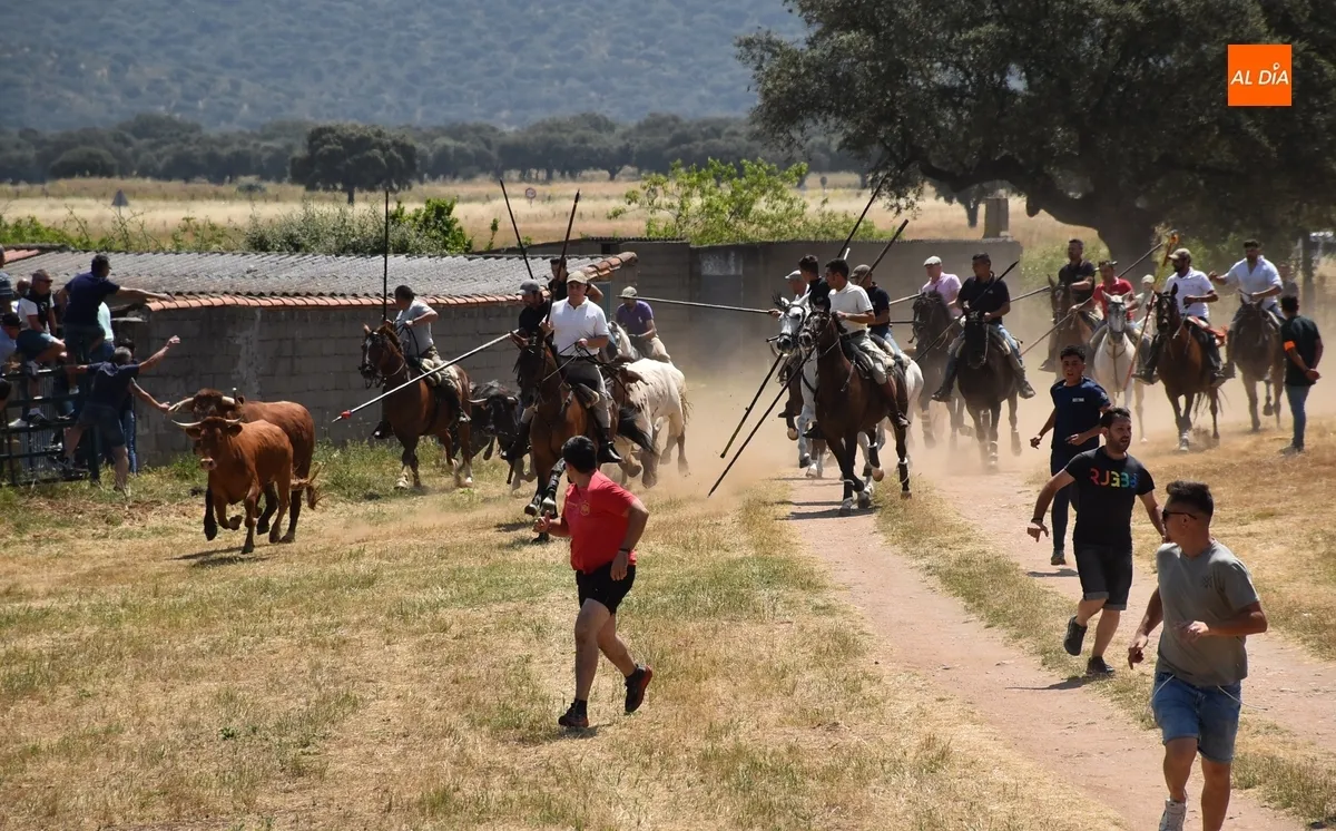 Foto 10 - Vistos&iacute;simo y complicado encierro en Campillo de Azaba con escapada incluida de dos vacas