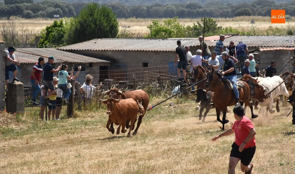 Foto 12 - Vistos&iacute;simo y complicado encierro en Campillo de Azaba con escapada incluida de dos vacas