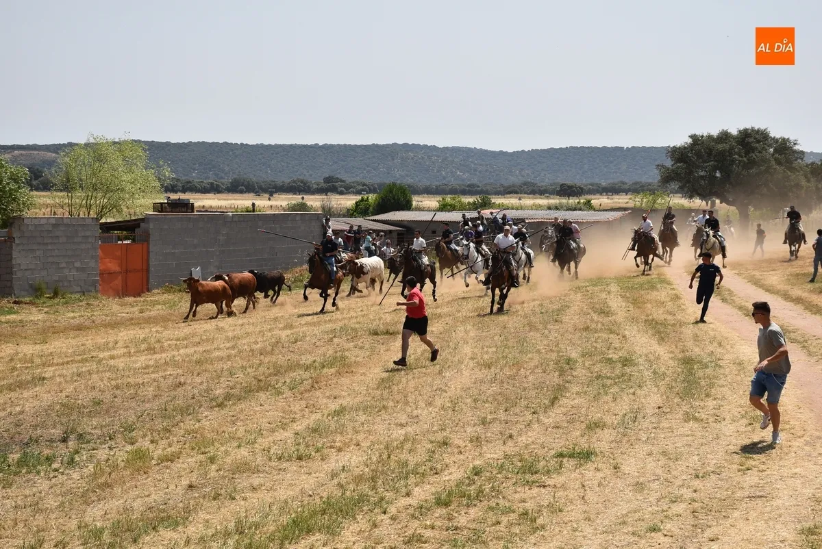Foto 13 - Vistos&iacute;simo y complicado encierro en Campillo de Azaba con escapada incluida de dos vacas