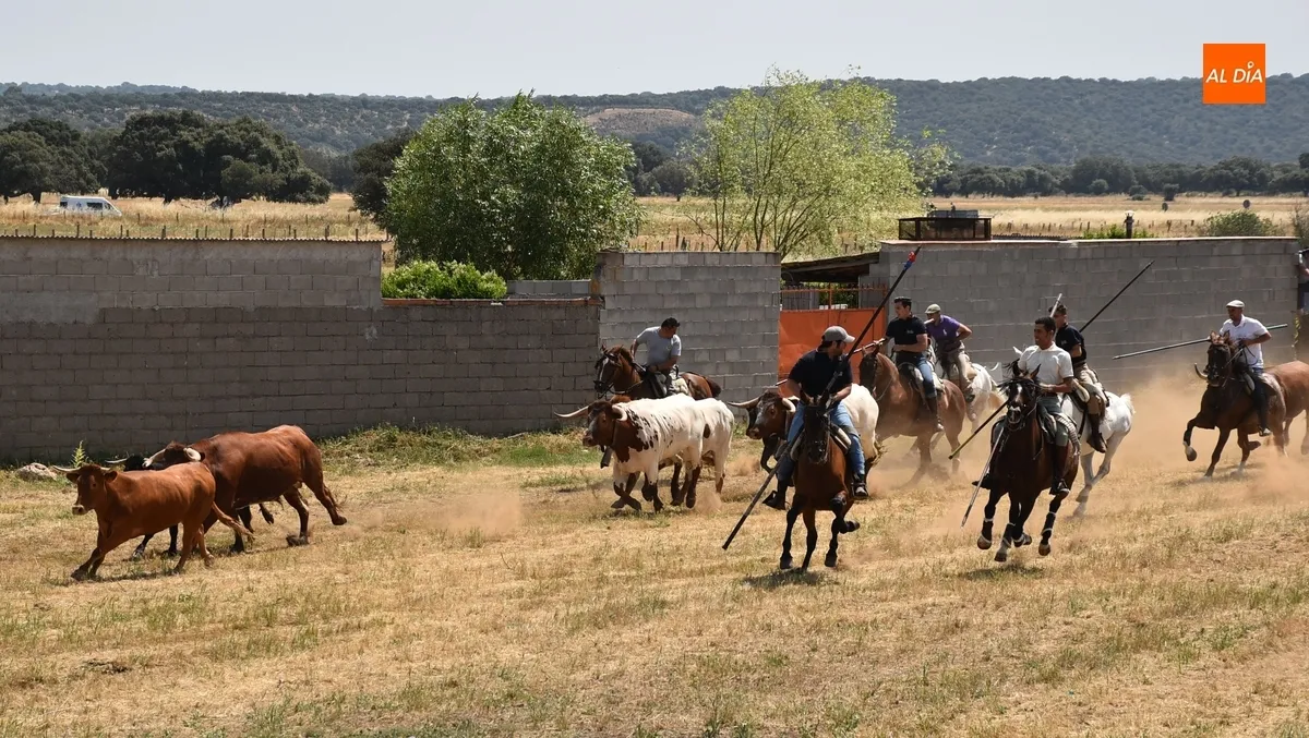 Foto 14 - Vistos&iacute;simo y complicado encierro en Campillo de Azaba con escapada incluida de dos vacas