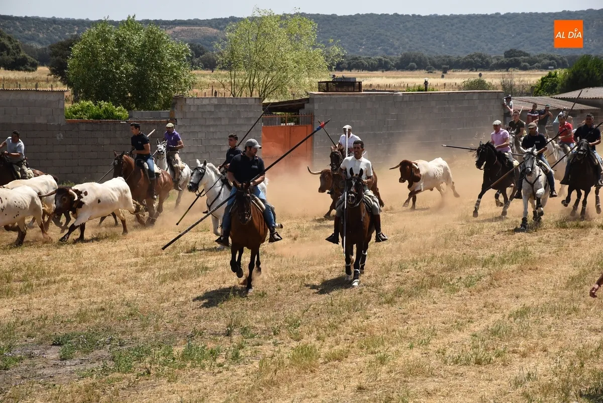 Foto 15 - Vistos&iacute;simo y complicado encierro en Campillo de Azaba con escapada incluida de dos vacas