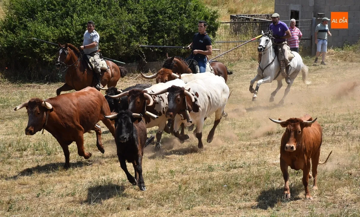 Foto 17 - Vistos&iacute;simo y complicado encierro en Campillo de Azaba con escapada incluida de dos vacas