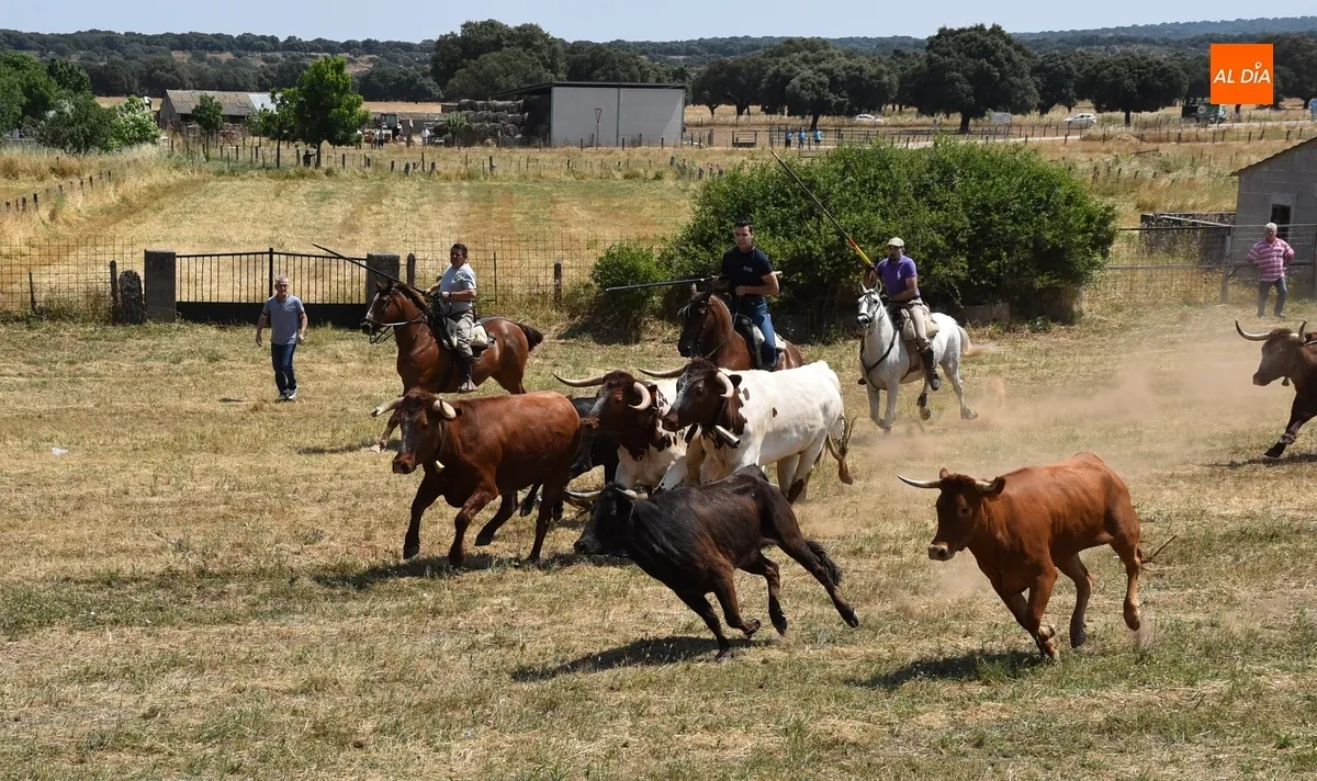 Foto 18 - Vistos&iacute;simo y complicado encierro en Campillo de Azaba con escapada incluida de dos vacas
