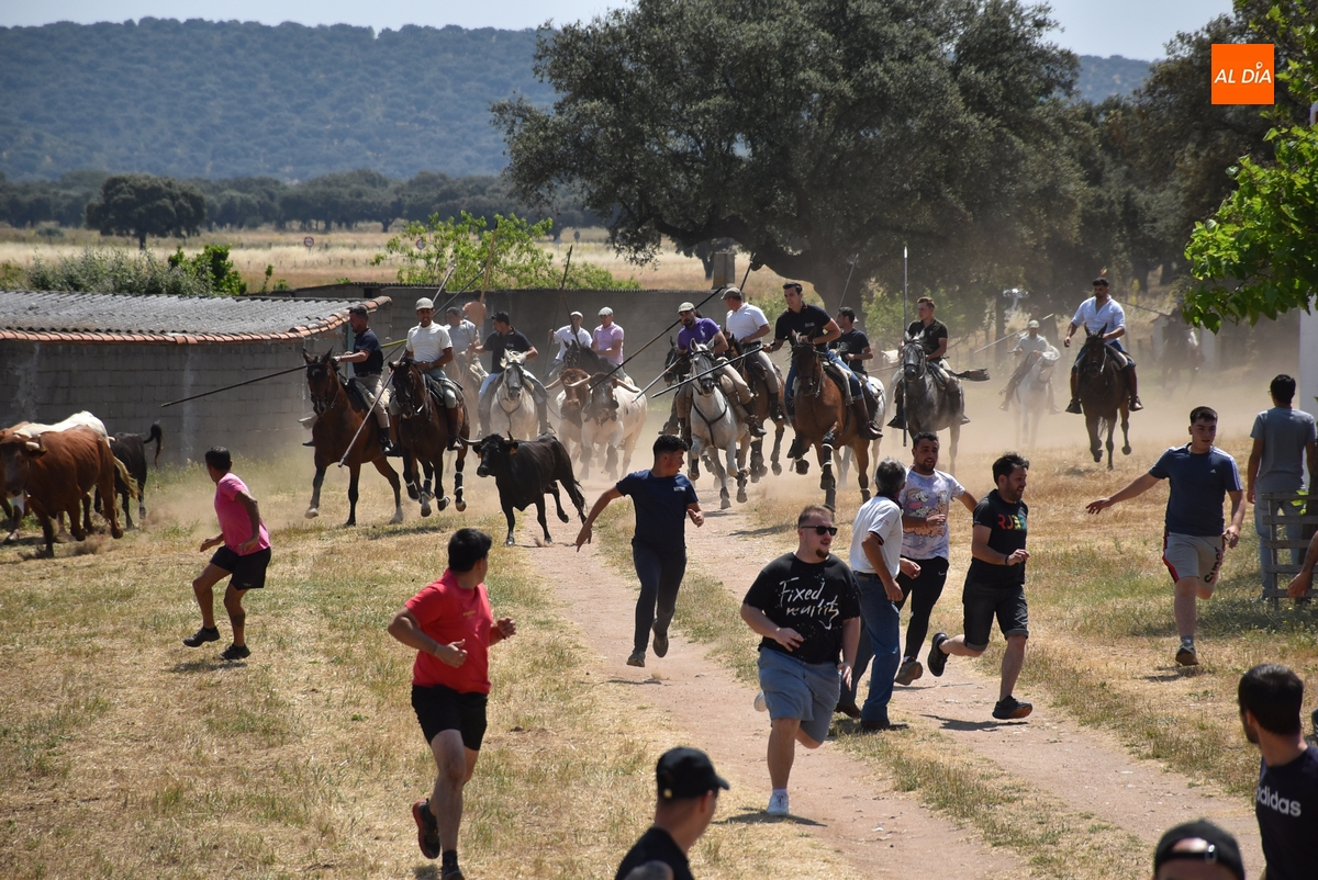 Vistosísimo y complicado encierro en Campillo de Azaba al escaparse dos vacas del recorrido