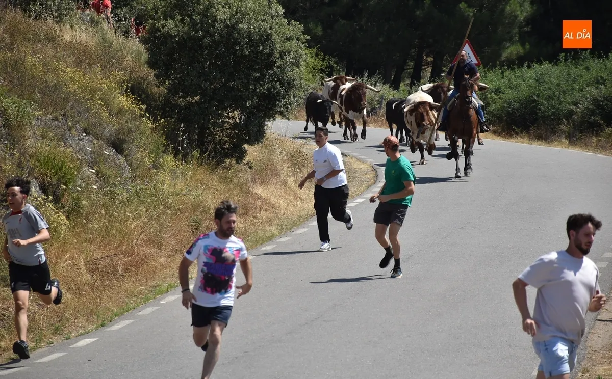 Foto 6 - Una vaca rezagada alarga unos minutos el correcto y limpio encierro a caballo de Robleda