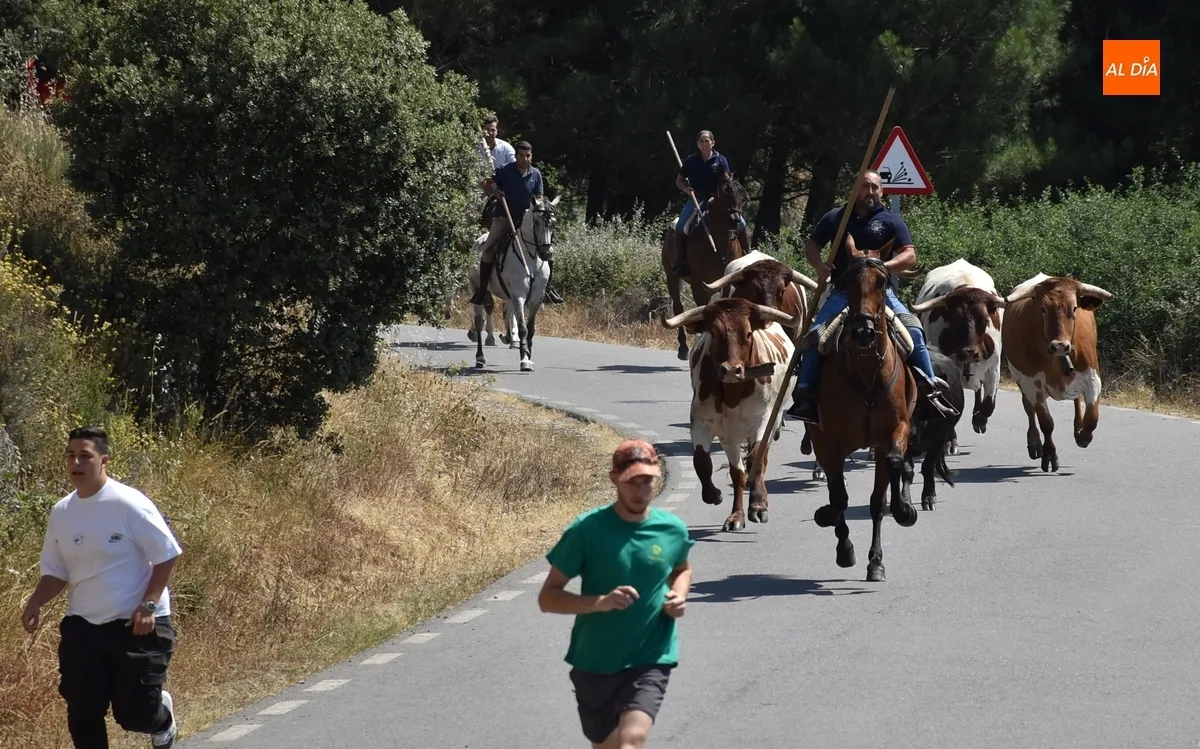 Foto 7 - Una vaca rezagada alarga unos minutos el correcto y limpio encierro a caballo de Robleda