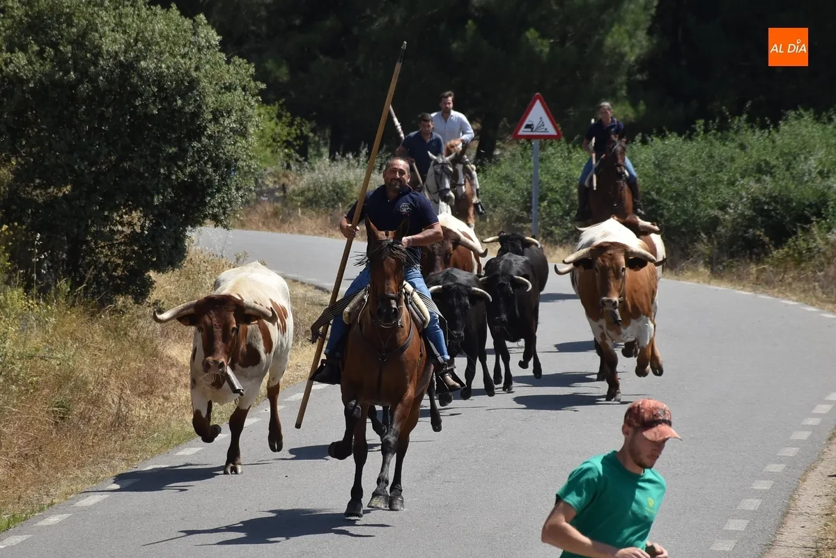 Foto 8 - Una vaca rezagada alarga unos minutos el correcto y limpio encierro a caballo de Robleda