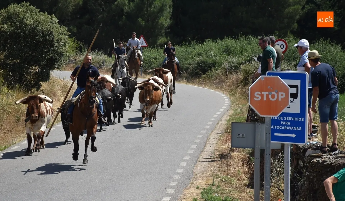Foto 9 - Una vaca rezagada alarga unos minutos el correcto y limpio encierro a caballo de Robleda