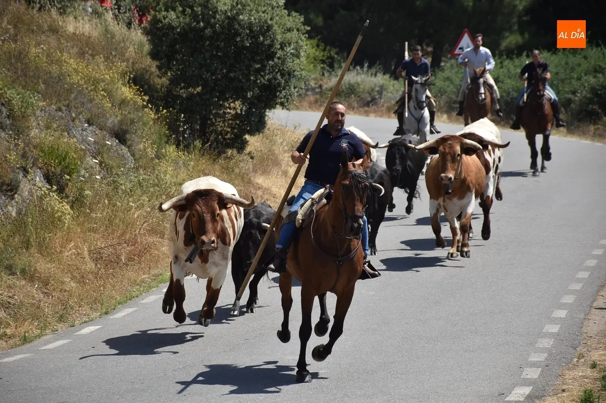 Foto 10 - Una vaca rezagada alarga unos minutos el correcto y limpio encierro a caballo de Robleda