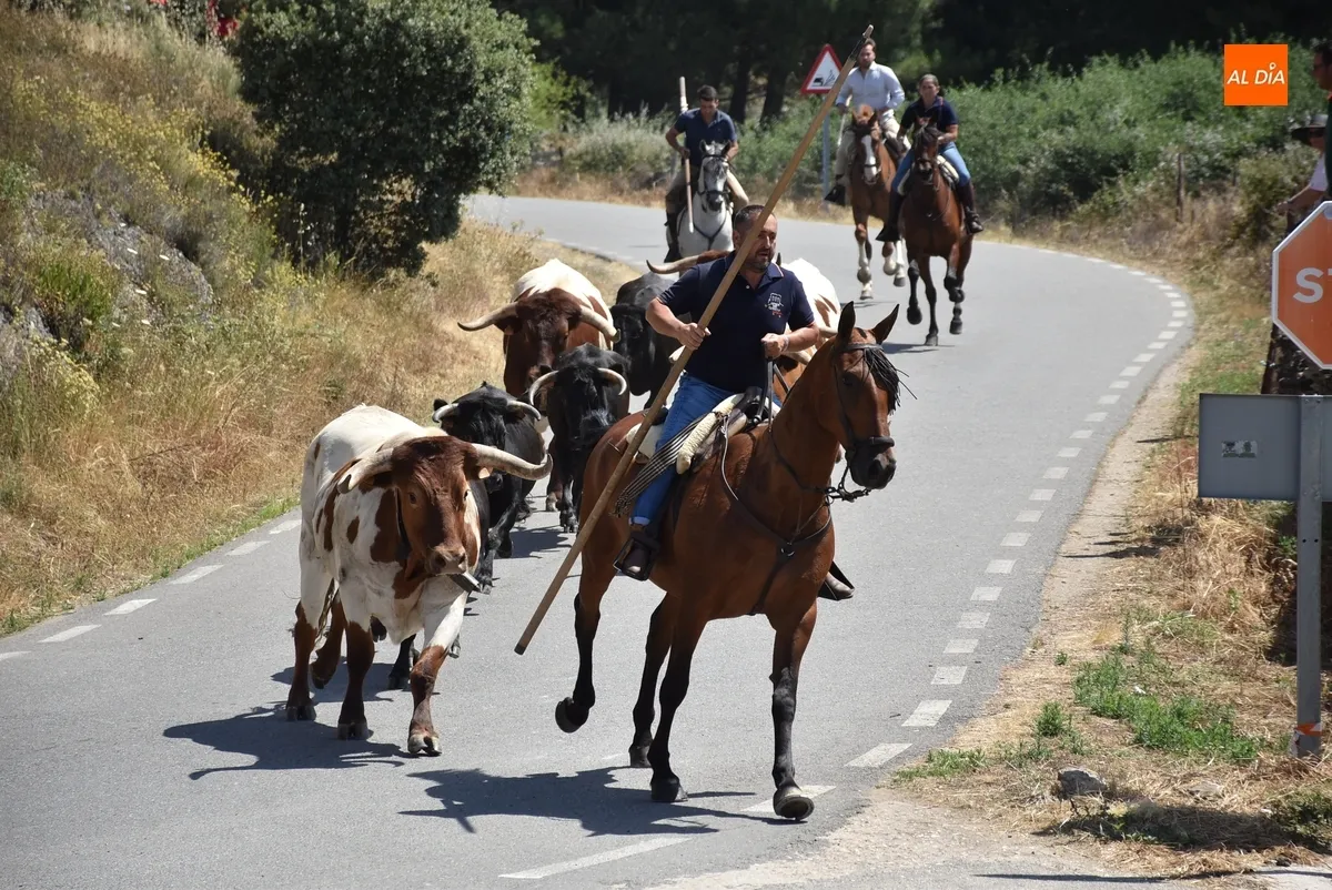 Foto 11 - Una vaca rezagada alarga unos minutos el correcto y limpio encierro a caballo de Robleda