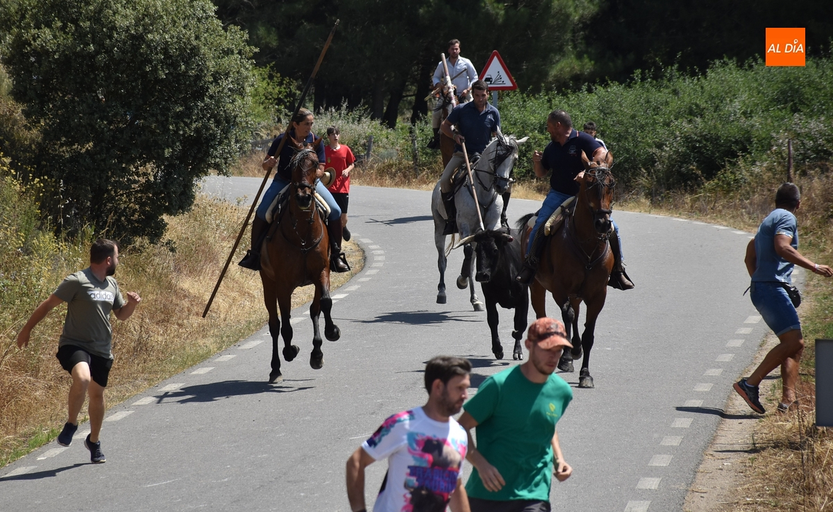 Una vaca rezagada alarga unos minutos el correcto y limpio encierro a caballo de Robleda