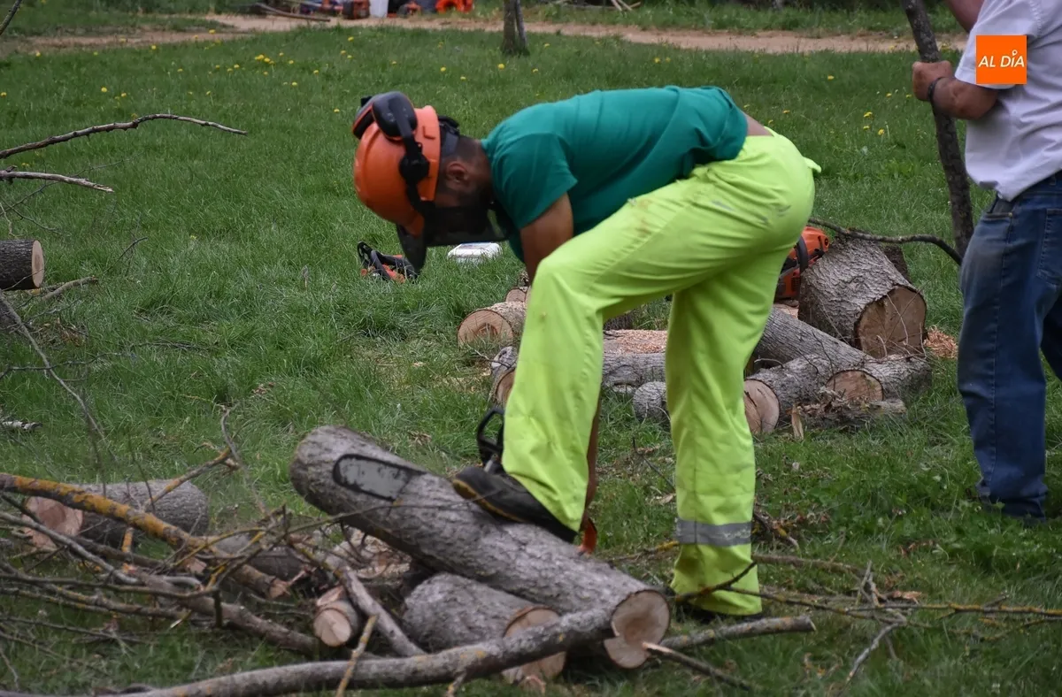 Foto 3 - Recopilada madera en la Alameda Vieja para la hoguera de la Noche de San Juan