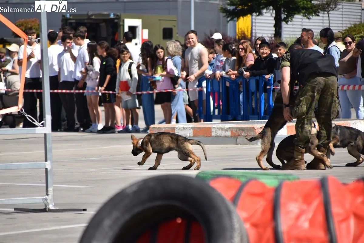 Exhibición de la Guardia Civil y otras fuerzas de seguridad en el Tromes | FOTOS: Vanesa Martins 