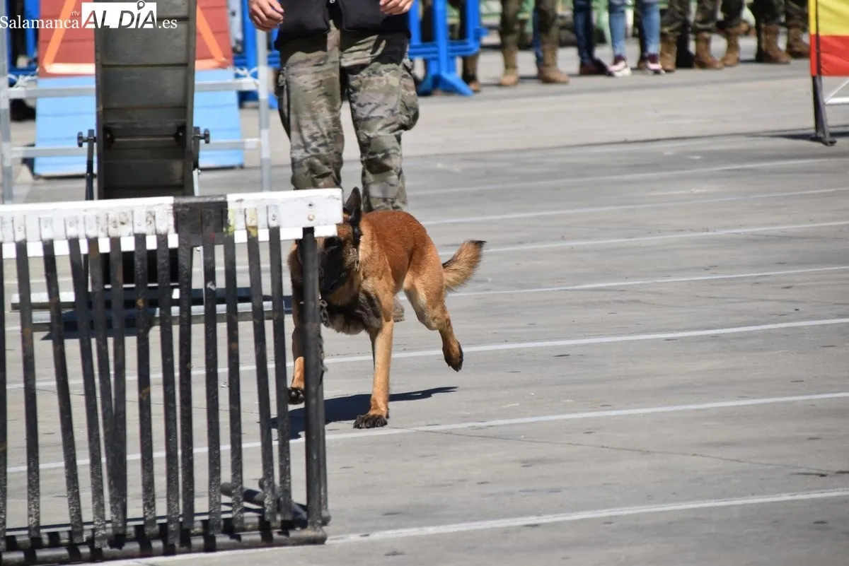 Exhibición de la Guardia Civil y otras fuerzas de seguridad en el Tromes | FOTOS: Vanesa Martins 