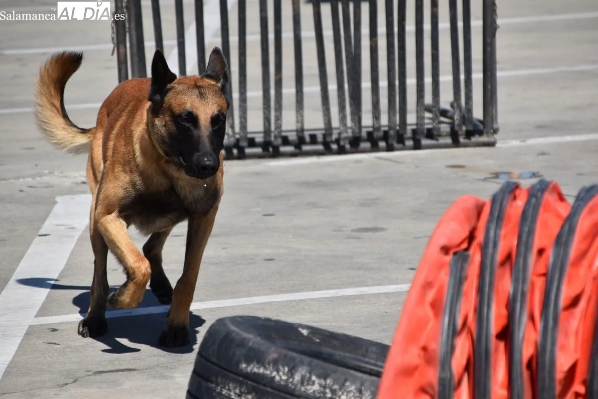 Exhibición de la Guardia Civil y otras fuerzas de seguridad en el Tromes | FOTOS: Vanesa Martins 