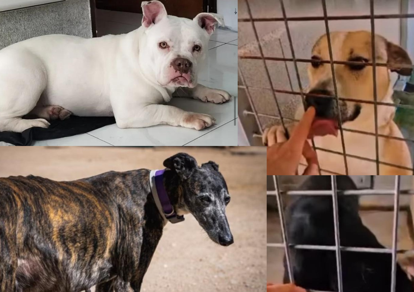 Adopción perros Salamanca: Siempre Fiel busca hogar urgente
