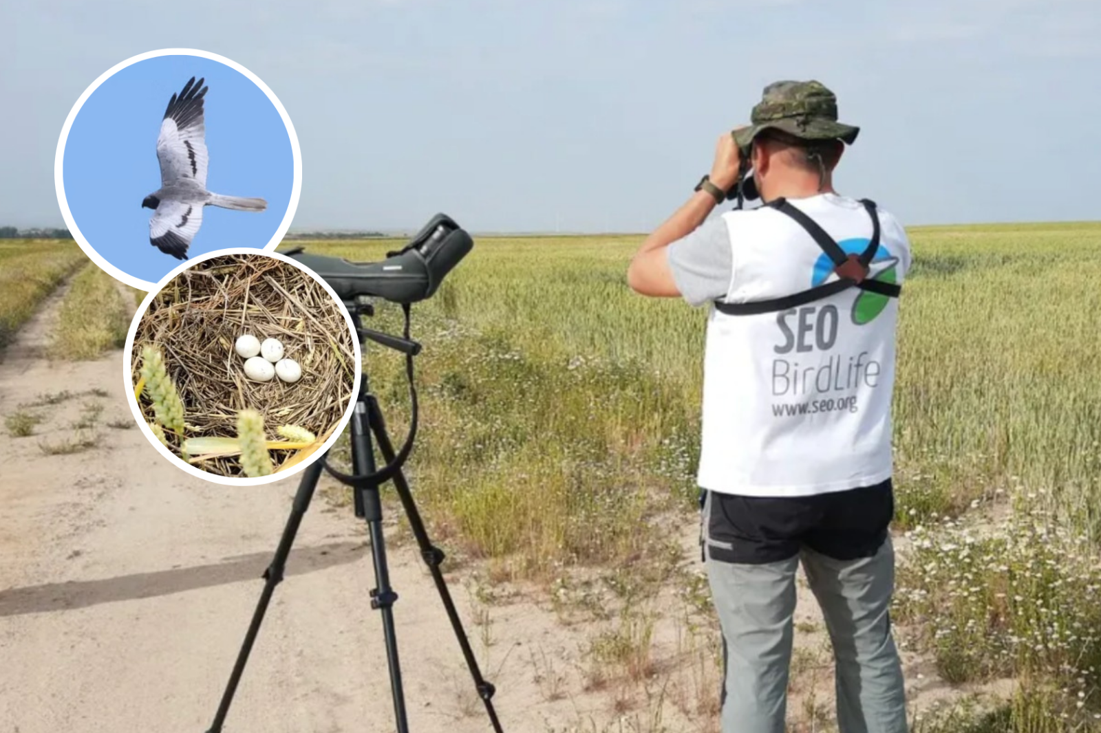 Aves en Salamanca: SEO/BirdLife revela su riqueza única