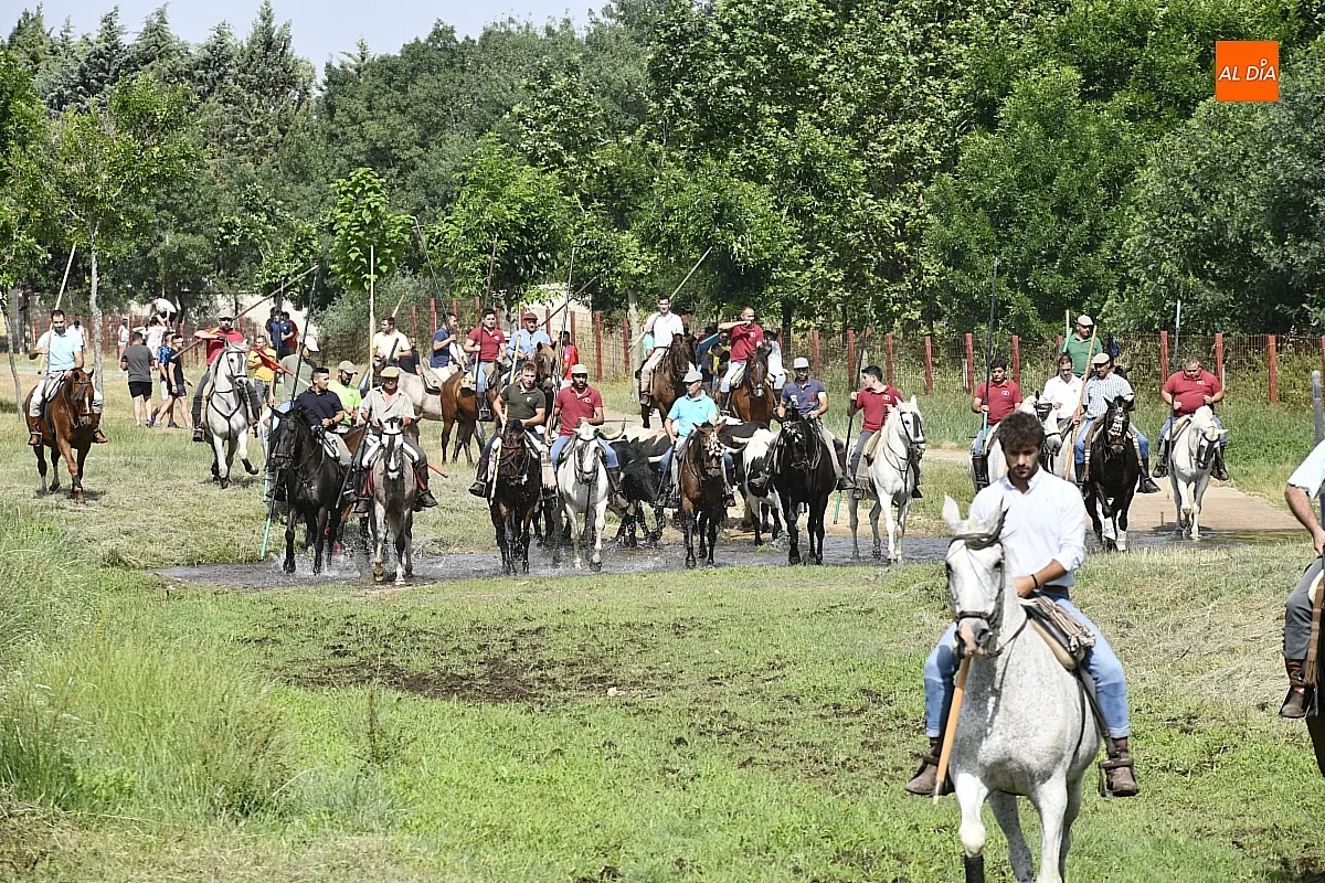 Primer encierro a caballo fiestas Corpus Sancti Spíritus/ Fotos: Adrián M.Pastor