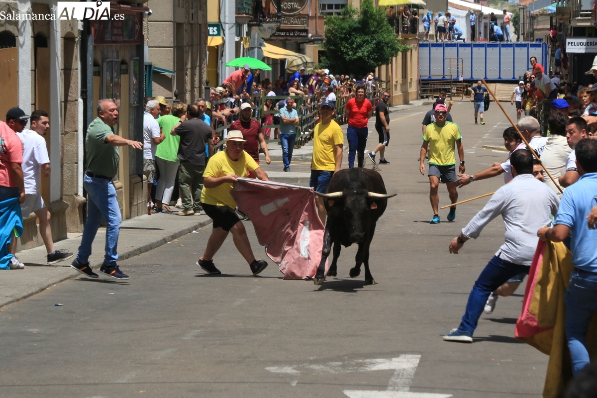 Encierro del sábado de Corpus en Vitigudino