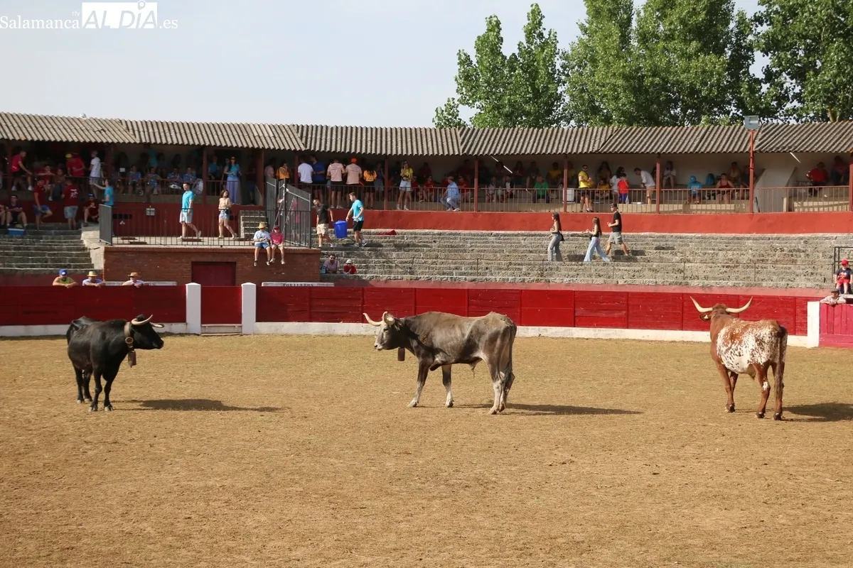 Entretenida capea de sábado de Corpus en Vitigudino / CORRAL