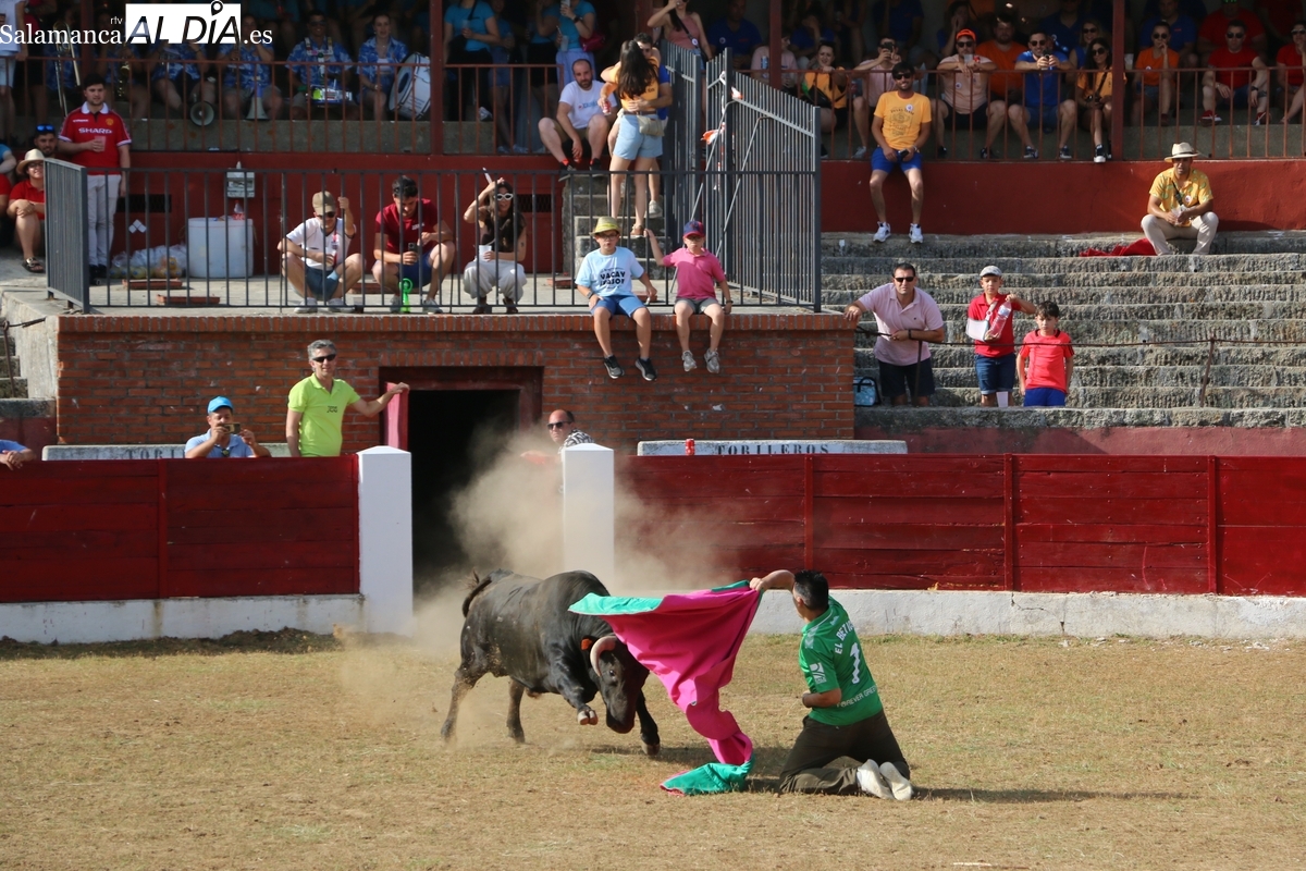 Entretenida capea de sábado de Corpus en Vitigudino con revolcón incluida
