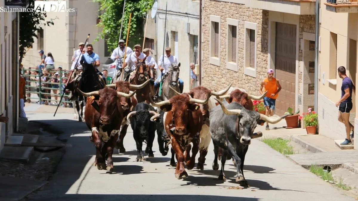 Los festejos taurinos populares son, con el baile de la bandera, la seña de identidad de estas fiestas / CORRAL