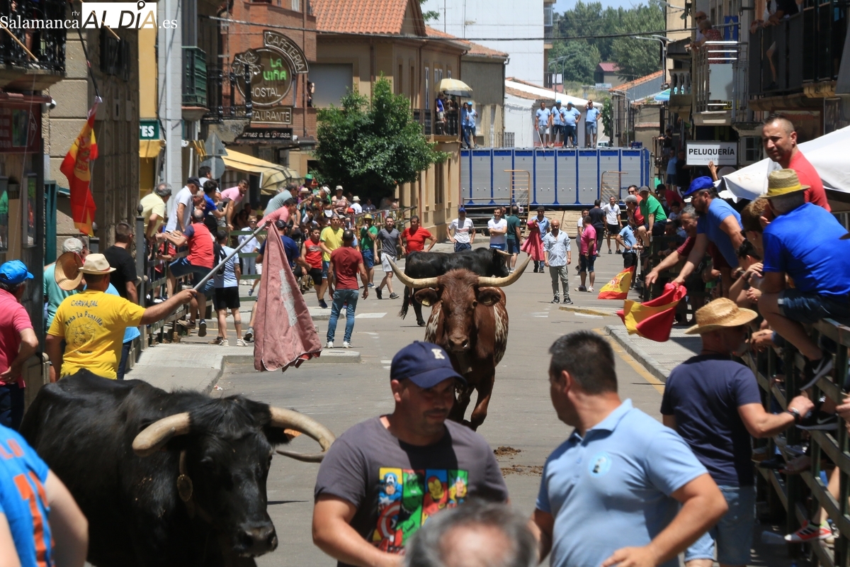 Corpus Vitigudino 2025: el calor marca el último encierro