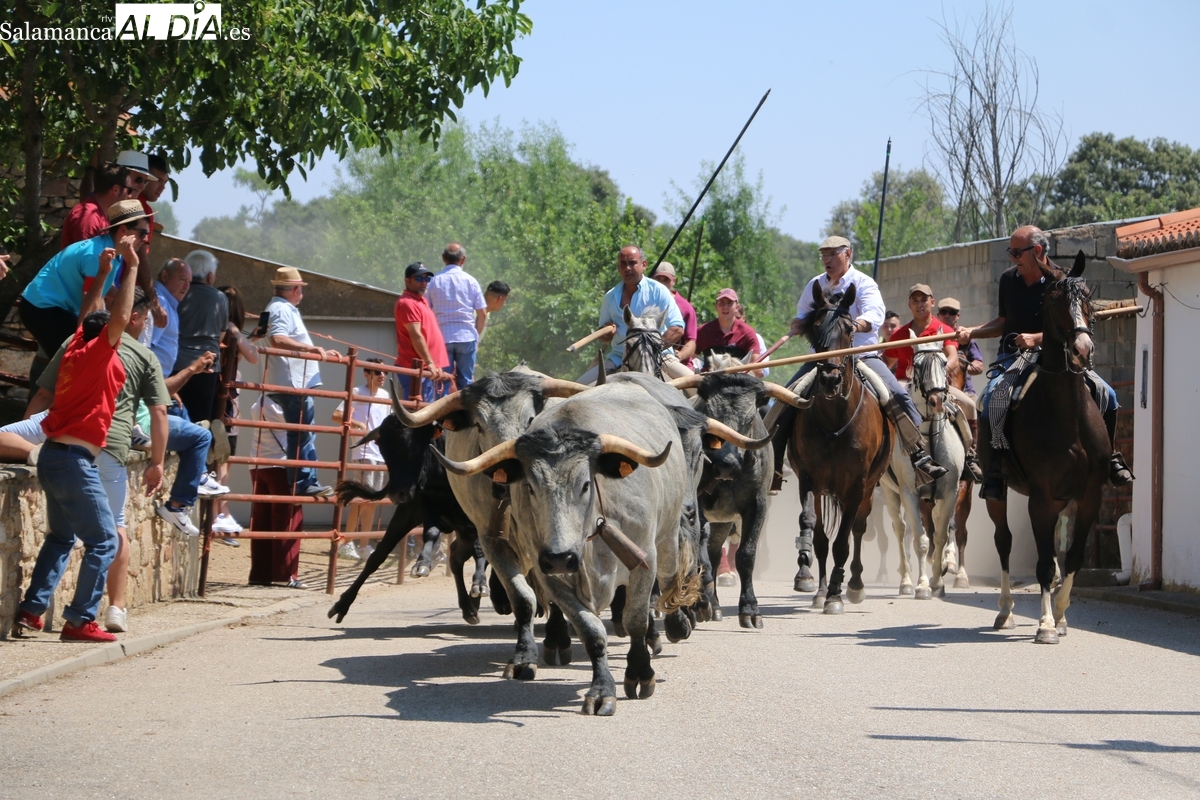 Un corredor resulta herido en el encierro a caballo de Bogajo