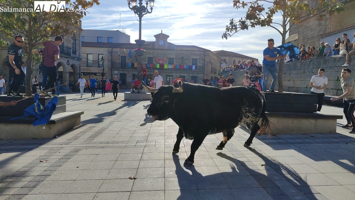 Corpus Vitigudino 2025: programa de fiestas, toros y verbenas