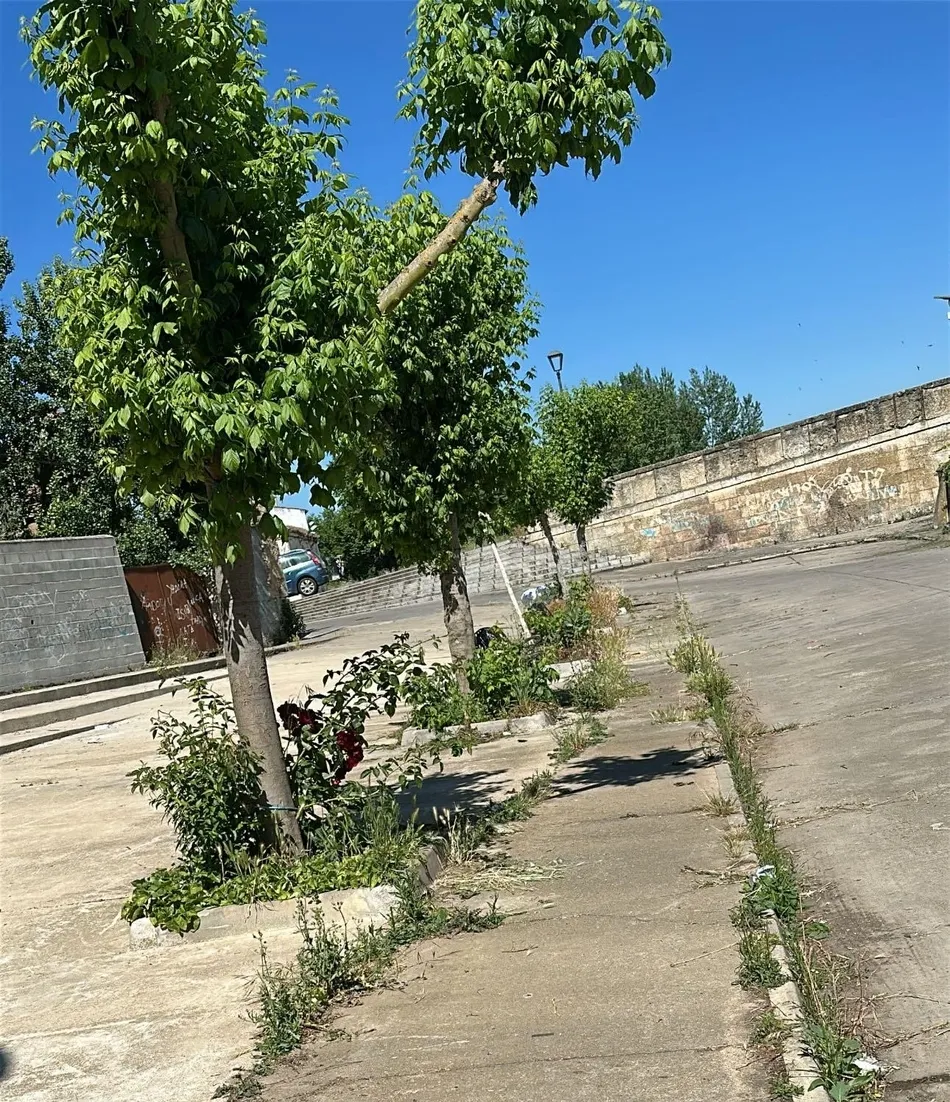 Foto 4 - Vecinos del Arrabal del Puente reclaman la retirada de la vegetaci&oacute;n de la calle Muro
