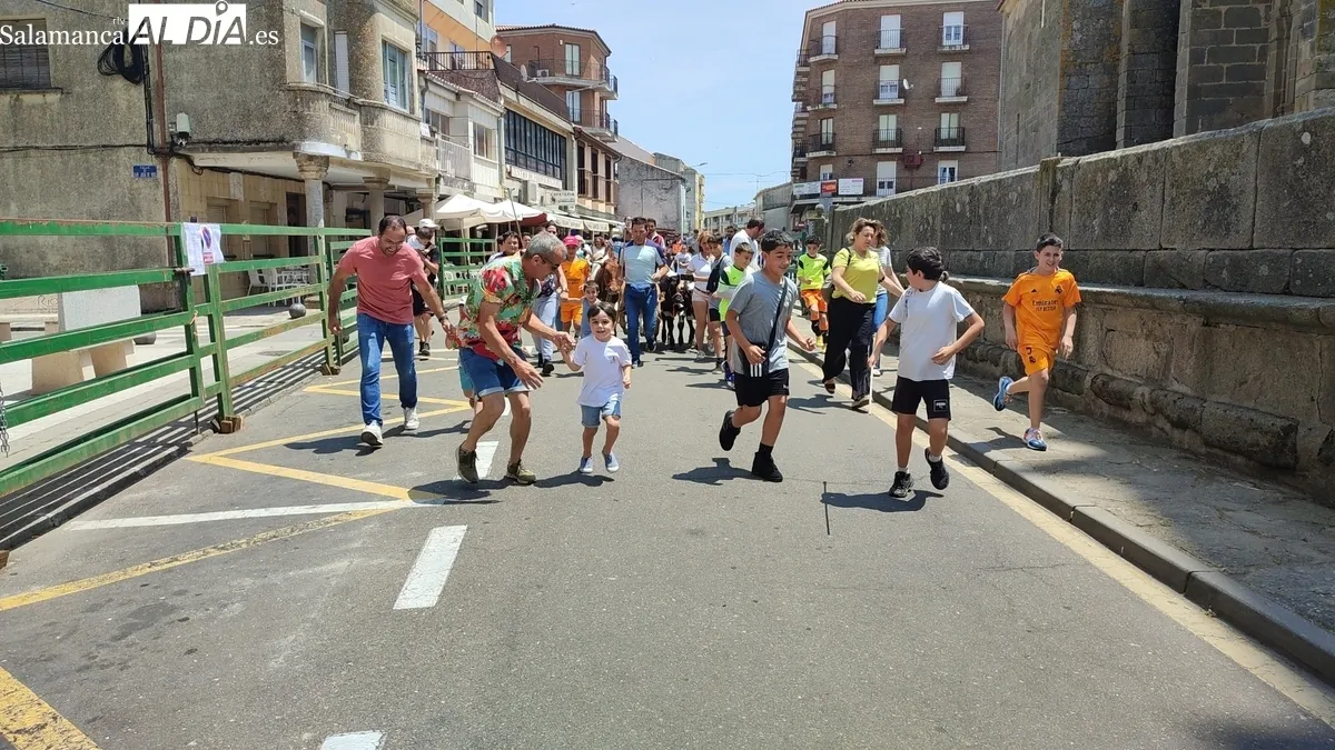 La bueyada infantil de Tauro Tormes llenó de emoción las calles y Plaza de Vitigudino / CORRAL