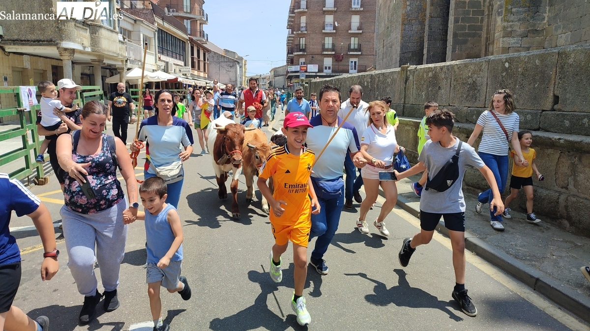 Emoción en la bueyada infantil de Tauro Tormes en Vitigudino 