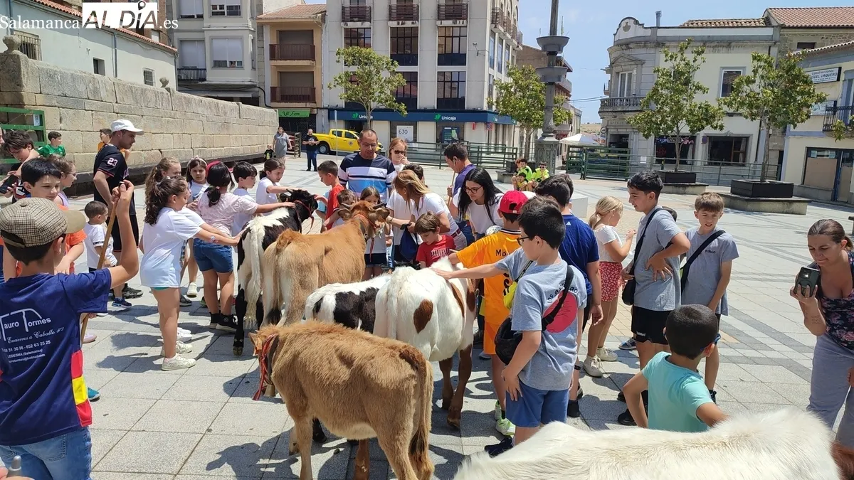La bueyada infantil de Tauro Tormes llenó de emoción las calles y Plaza de Vitigudino / CORRAL