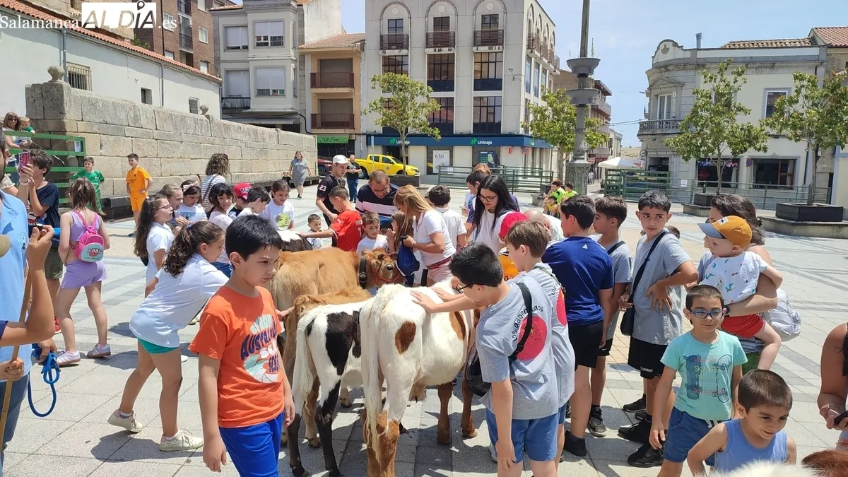 La bueyada infantil de Tauro Tormes llenó de emoción las calles y Plaza de Vitigudino / CORRAL