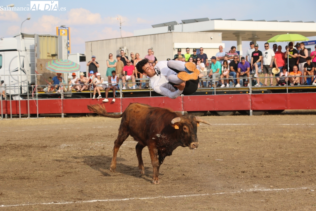 Entretenido festejo taurino en Villar de Peralonso con tentadero de aficionados, recortes y capea