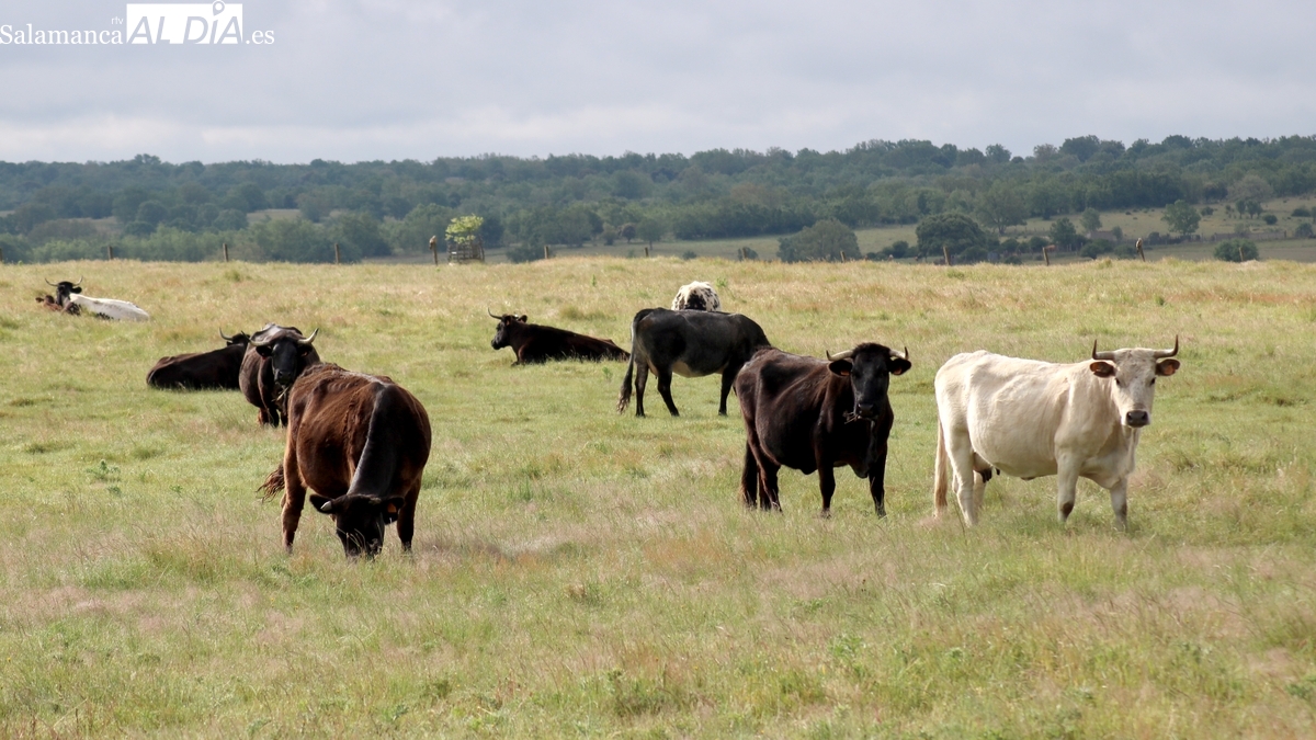 Mercado de ganado y lonja de Salamanca del 2 de junio de 2025