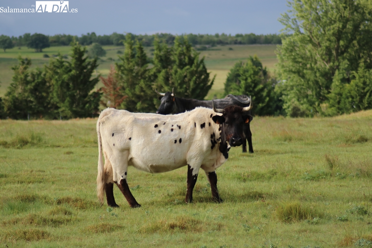 Lonja Salamanca del 30 de junio de 2025: sube vacuno y lechazo, cereal estable